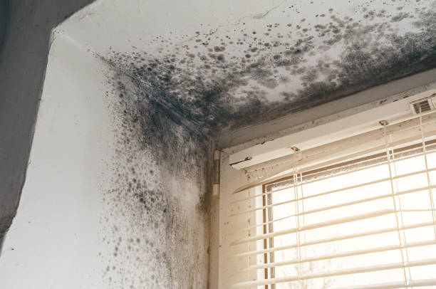 Trusted Commercial Mold Remediation service in Williamsburg, VA - Cheap Mold Removal