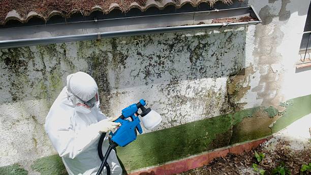Top rated local Mold Cleanup specialists in Williamsburg, VA